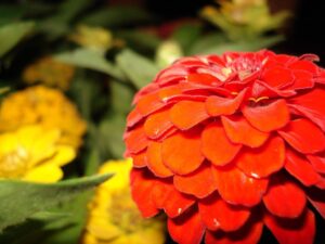 close-up zinnia