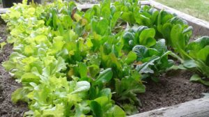 raised bed salad greens