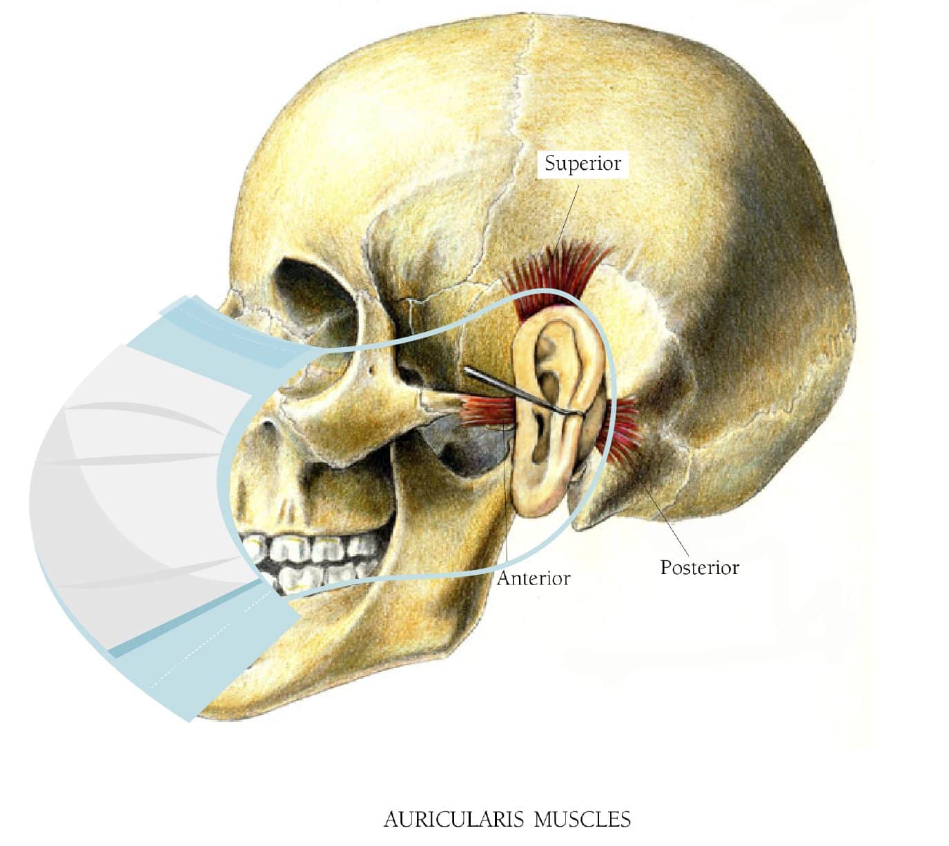 Auricularis with mask 100